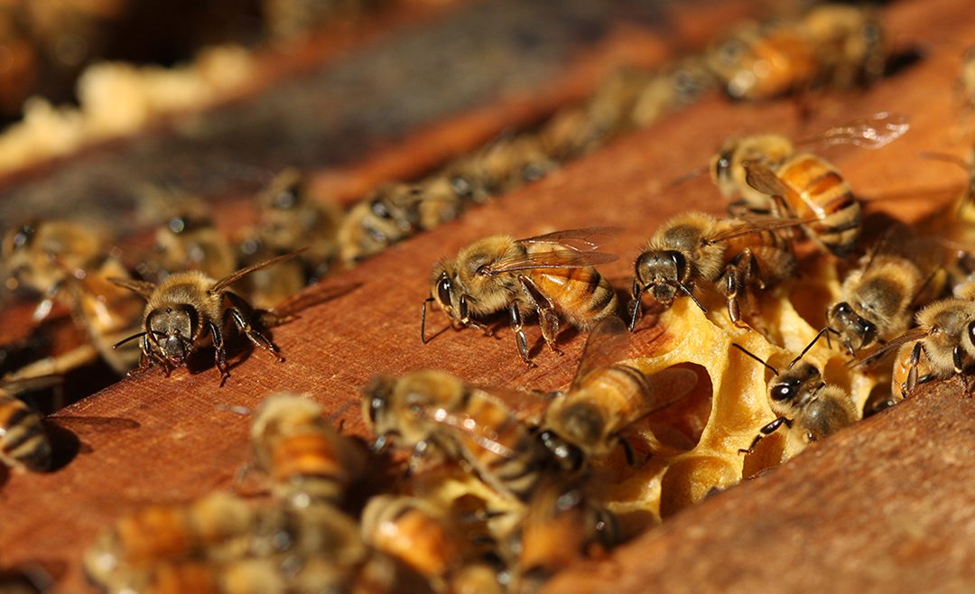 Grant to Fund Honey Bee Research at Auburn