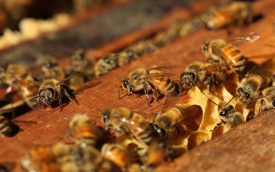 Grant to Fund Honey Bee Research at Auburn
