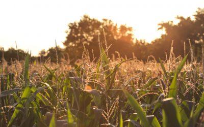 Performance of Field Corn Hybrids in Alabama, 2019