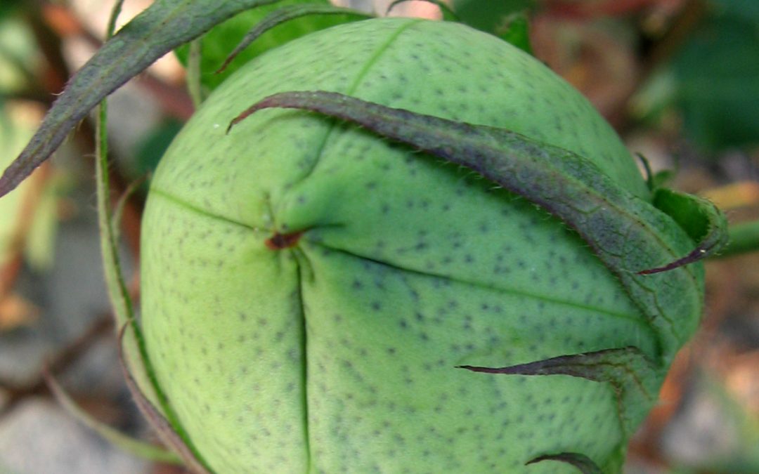 Closeup cotton plant bud