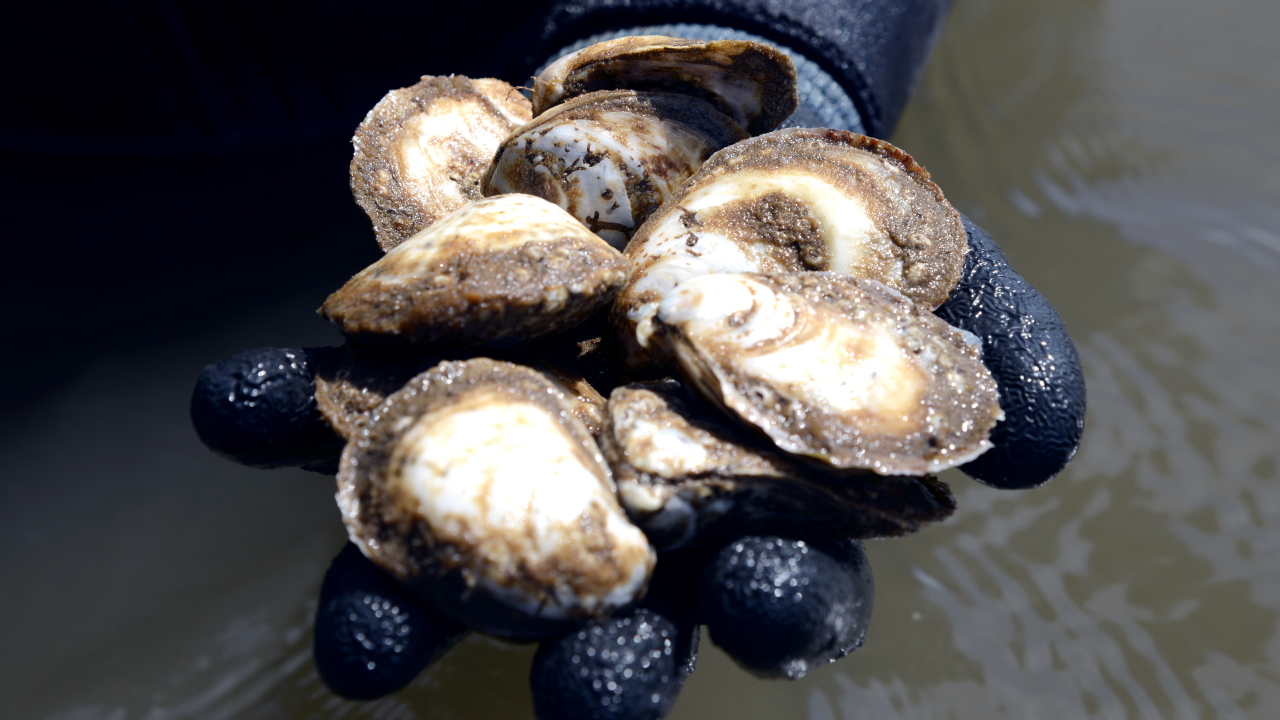 Scuba gloved hand holding Alabama farmed oysters