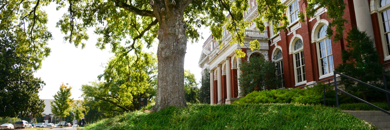 Comer Hall oak tree at College of Agriculture, Auburn University, Alabama