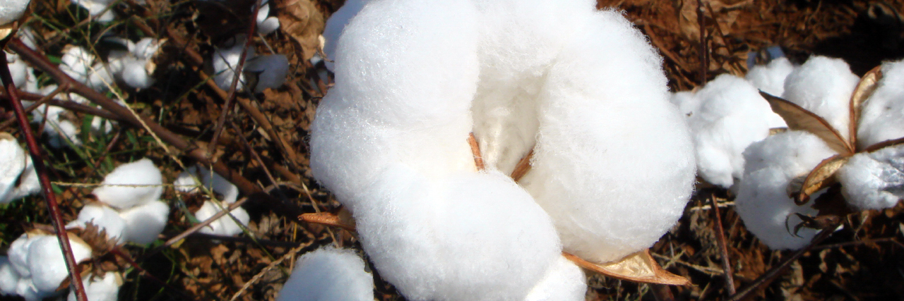 Fluffy white cotton closeup