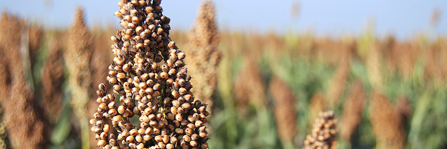 Close-up picture of forage grain varieties in Central Black Belt Alabama.