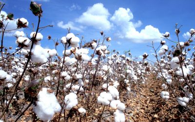 Auburn University Crops / Cotton Research Report 2016