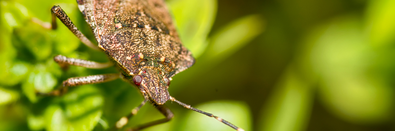 Close up photo of kudzu bug on plant.