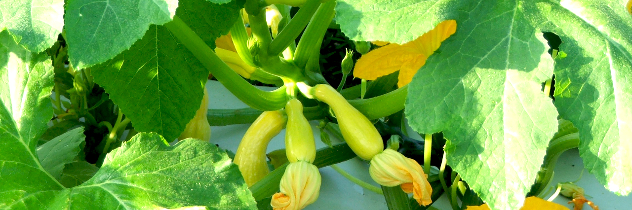 Close up photo of squash leaves and stems
