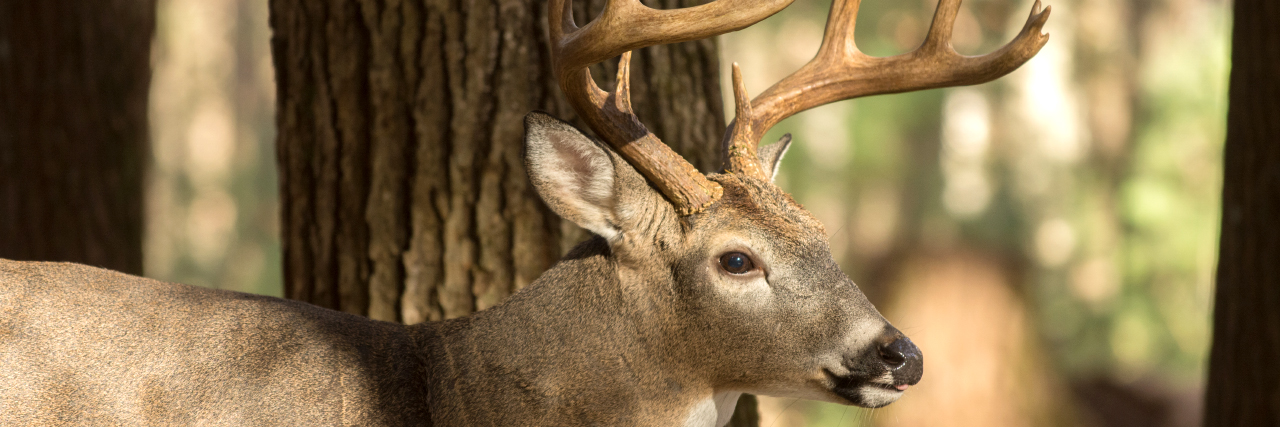 Close up of white tail deer with antlers in the woods