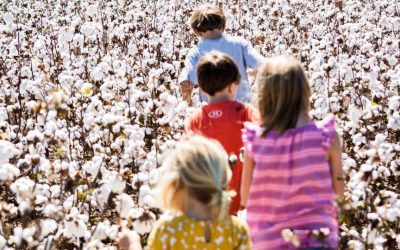 Auburn University Crops / Cotton Research Report 2017
