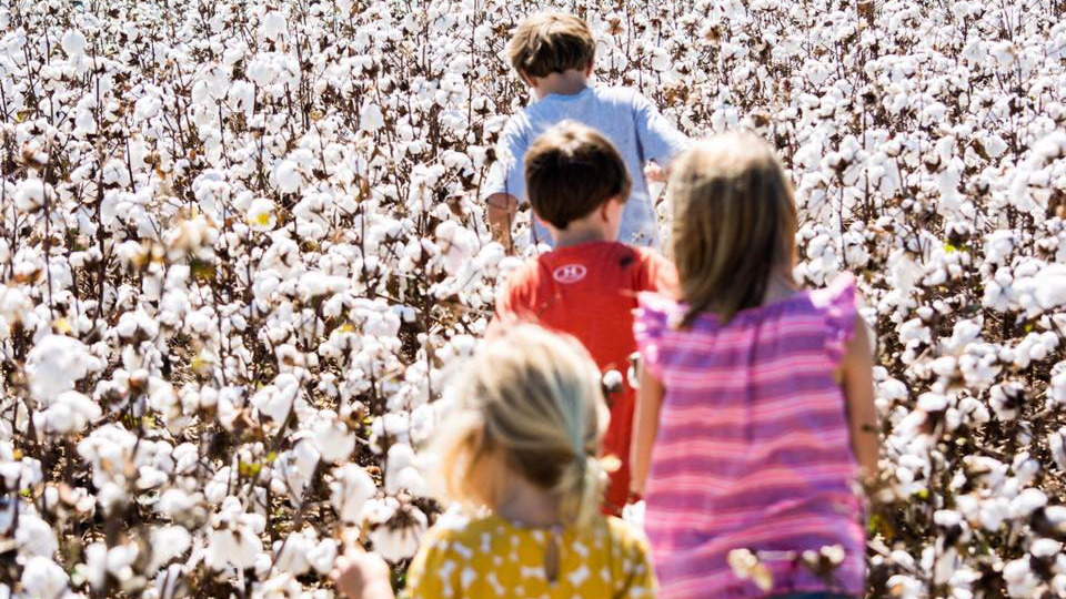 Four children walking through cotton field