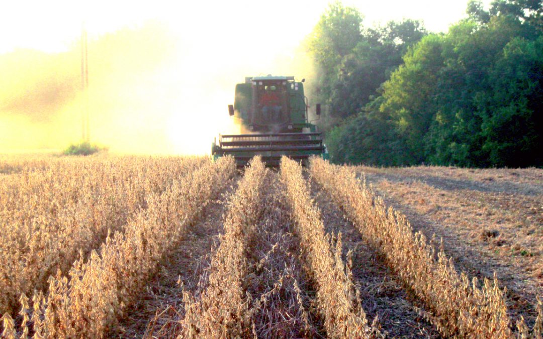 Combine moving down soybean crop field