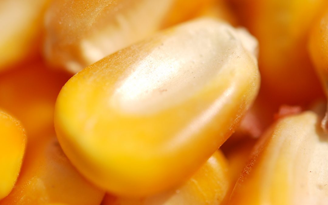 Corn kernel close-up view