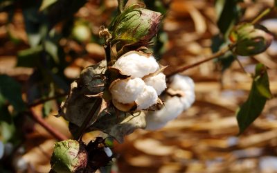 Auburn University Crops / Cotton Research Report 2018