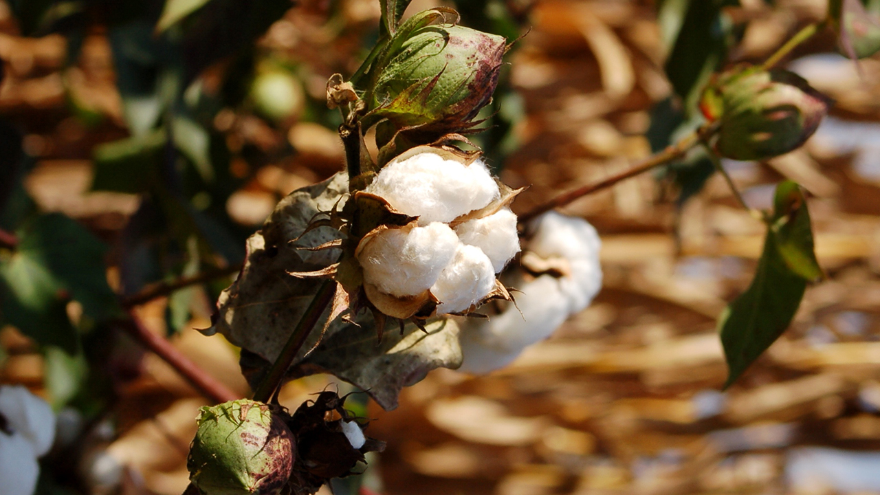 Cotton-Research-Report-2018 Cotton flowering