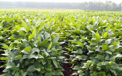 Auburn University Crops / Soybean Research Report 2018