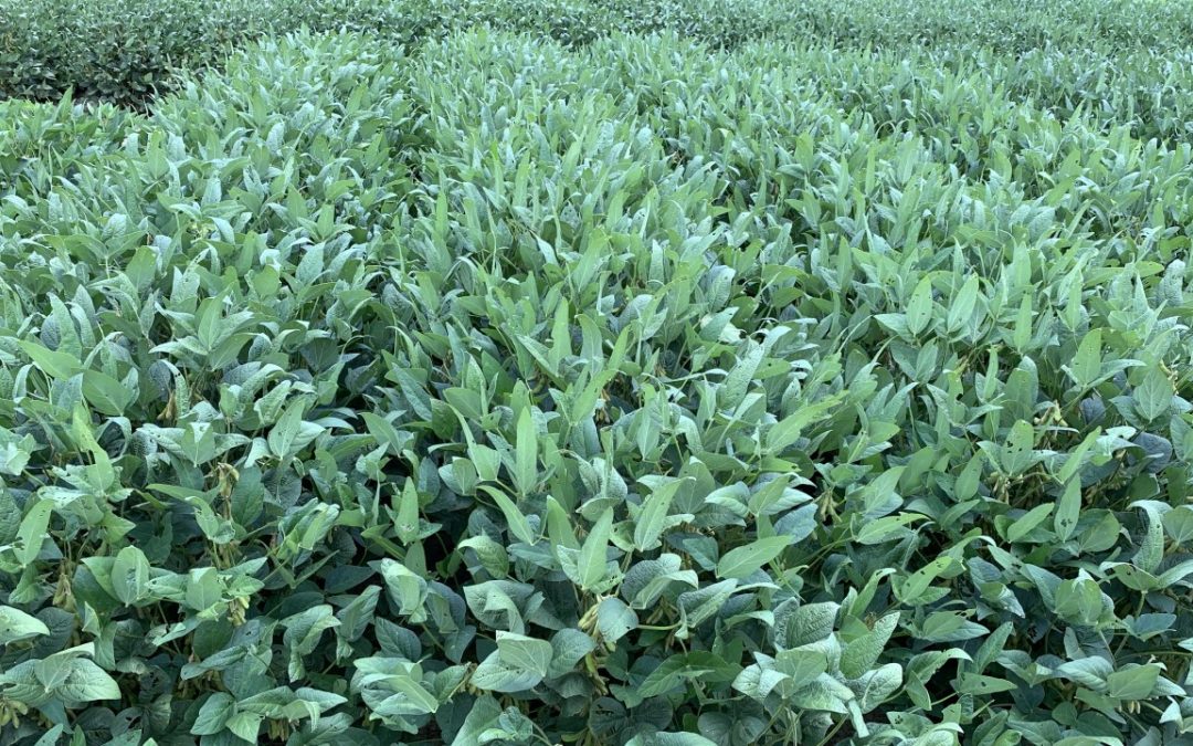 Performance of Soybean Cultivars in Alabama, 2020
