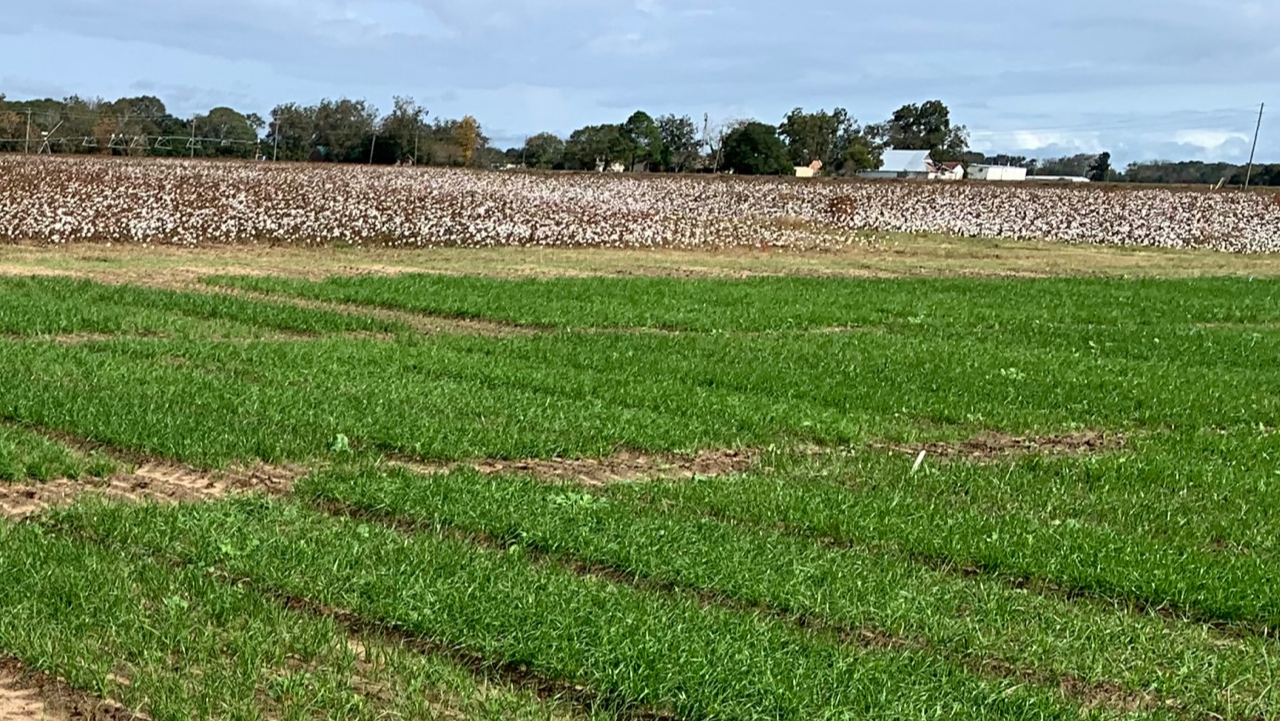 Ryegrass Variety Trial at Wiregrass Research and Extension Center