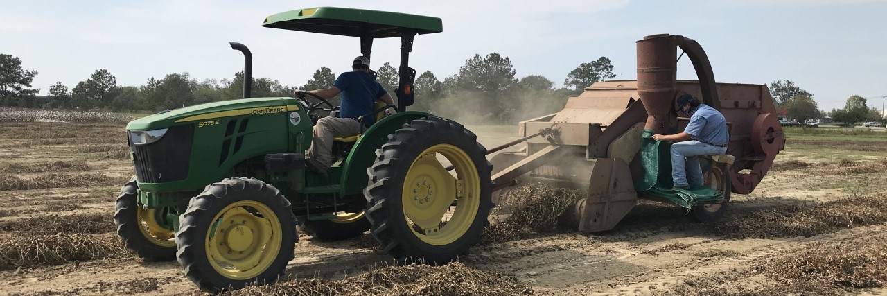 Small plot peanut harvester at Wiregrass Research and Extension Center, Headland, AL