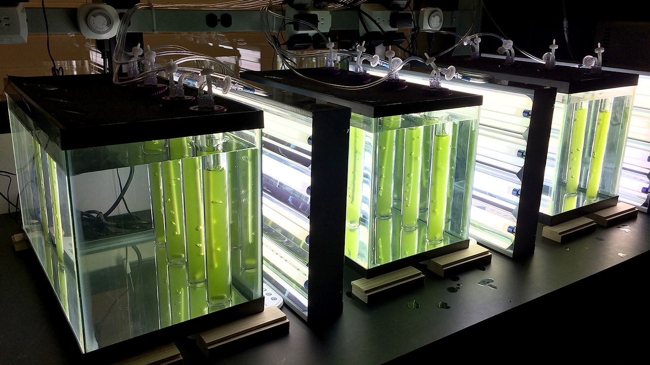 Higgins-Algae-Bacteria-Research-Culture-Tanks-Bubble-Column-Algal-Photobioreactors