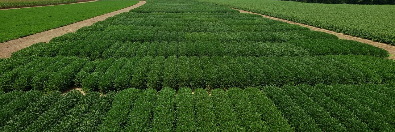 Soybean variety trial at Brewton 2020