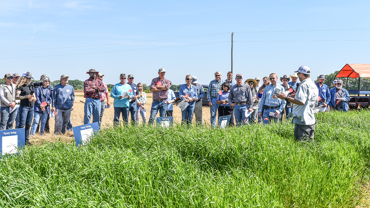 Auburn-Agriculture-Variety-Testing-Field-Day-05142024