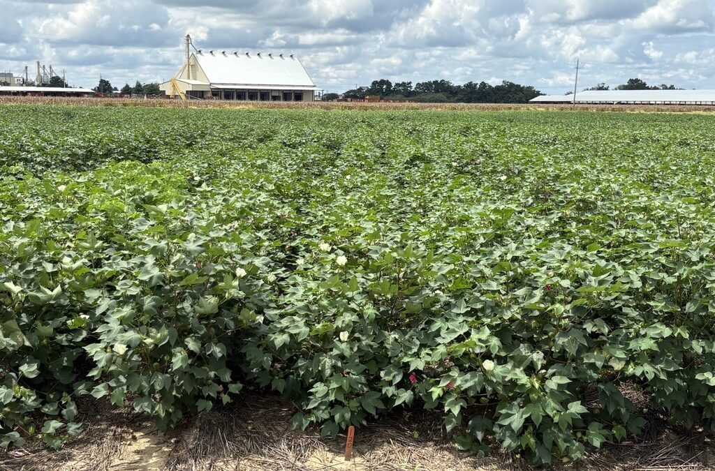 Performance of Cotton Varieties in Alabama, 2025