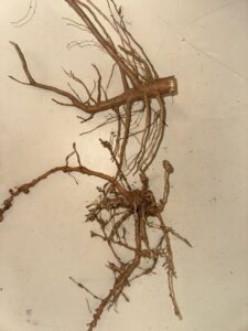 Root Knot Nematode Galling of Cotton Roots