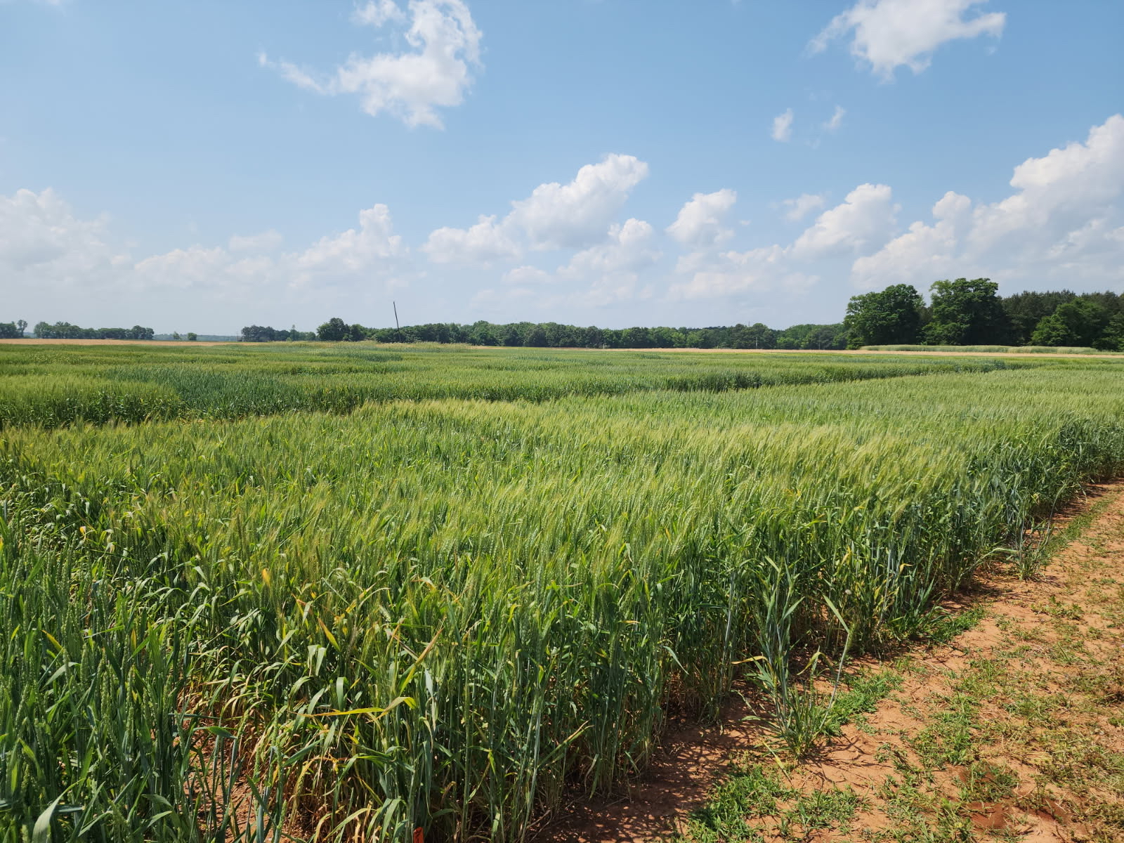 Image of wheat variety trial located at the Tennessee Valley Research and Extension Center during the 2025-2026 growing season.