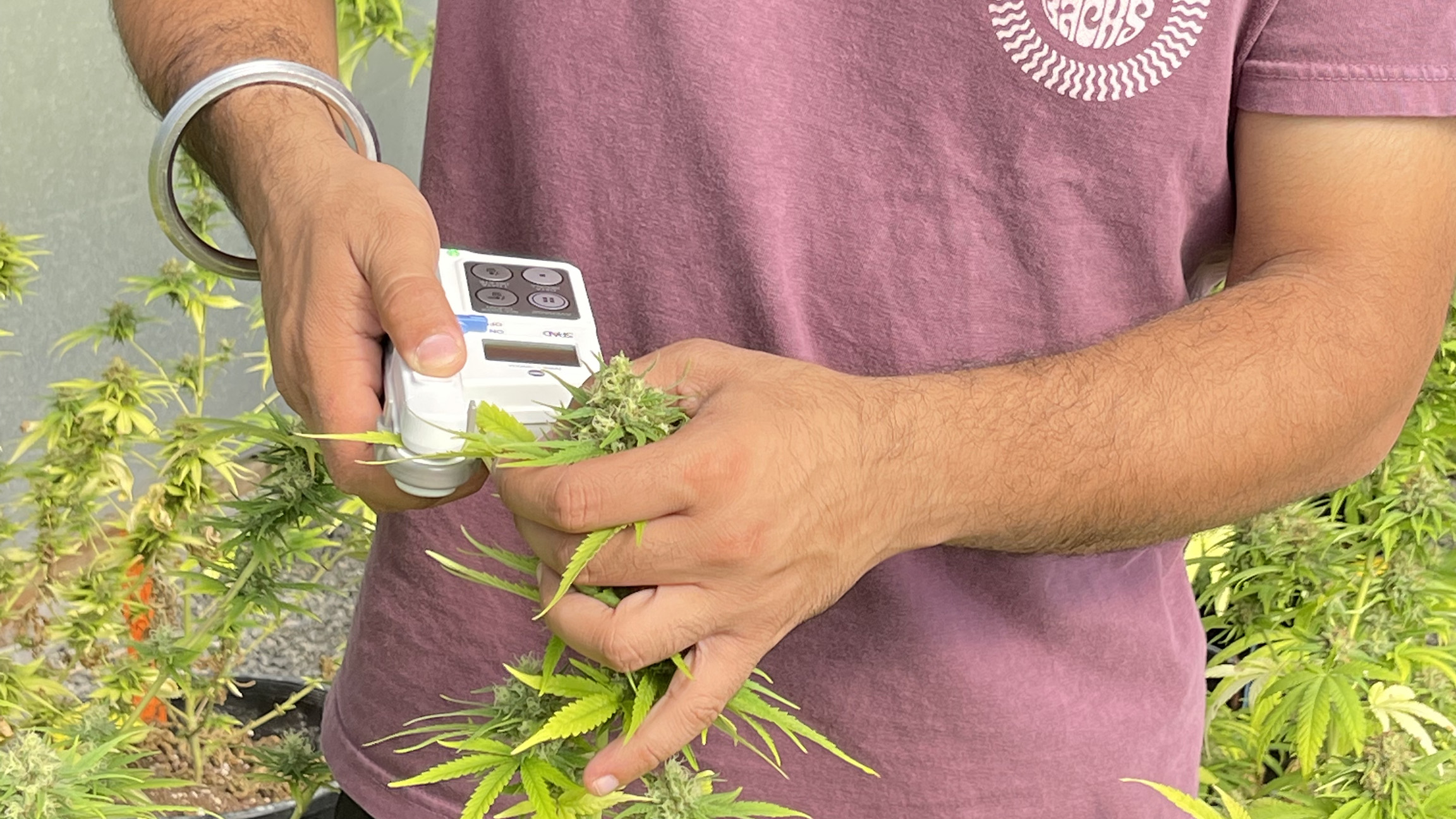 Jagdeep Singh, one of the Ph.D. students in Dr. Alvaro Sanz lab is collecting leaf chlorophyll content data in Hemp crop using SPAD-502.  