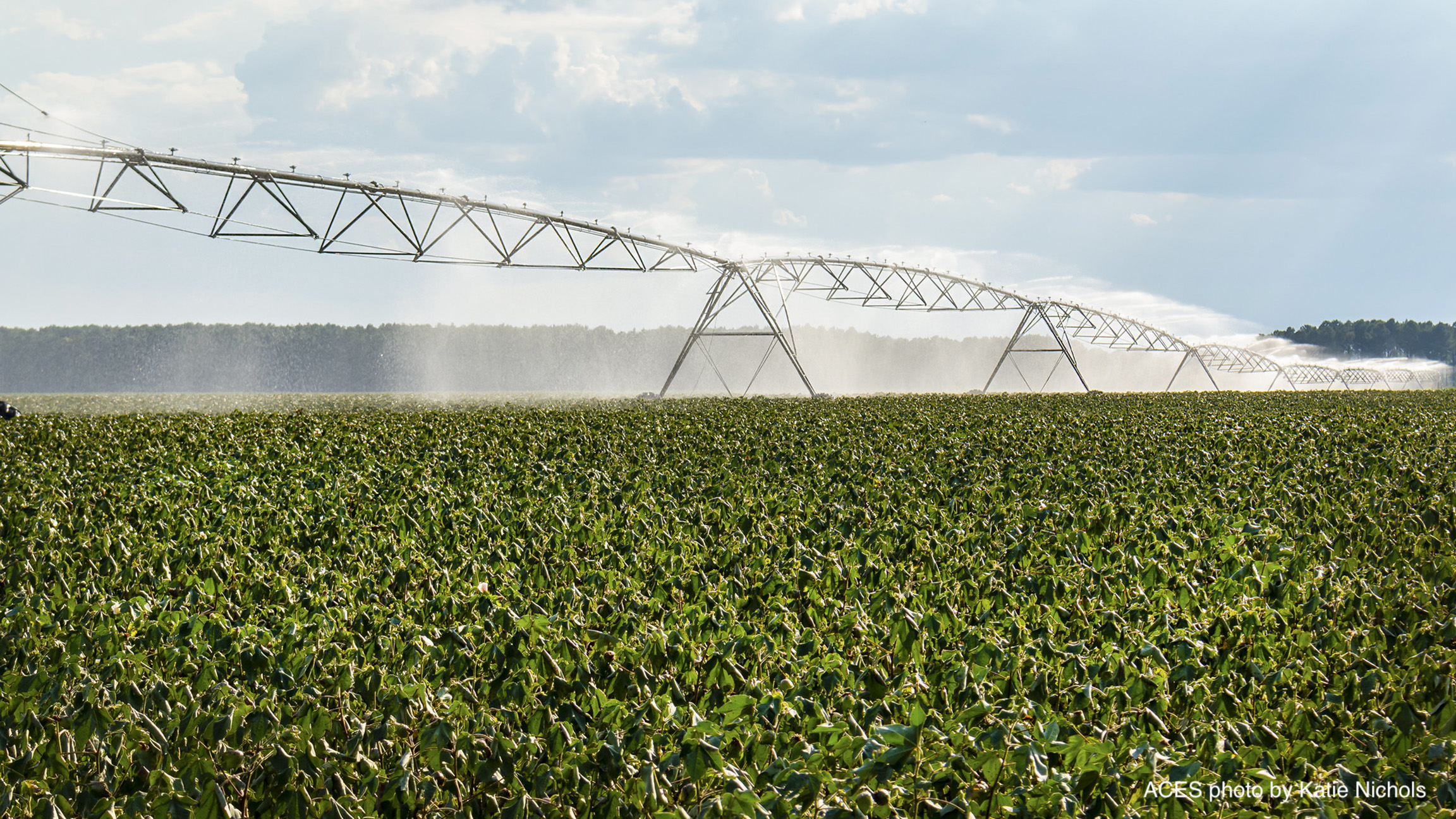 center pivot irrigation in cotton field in AL