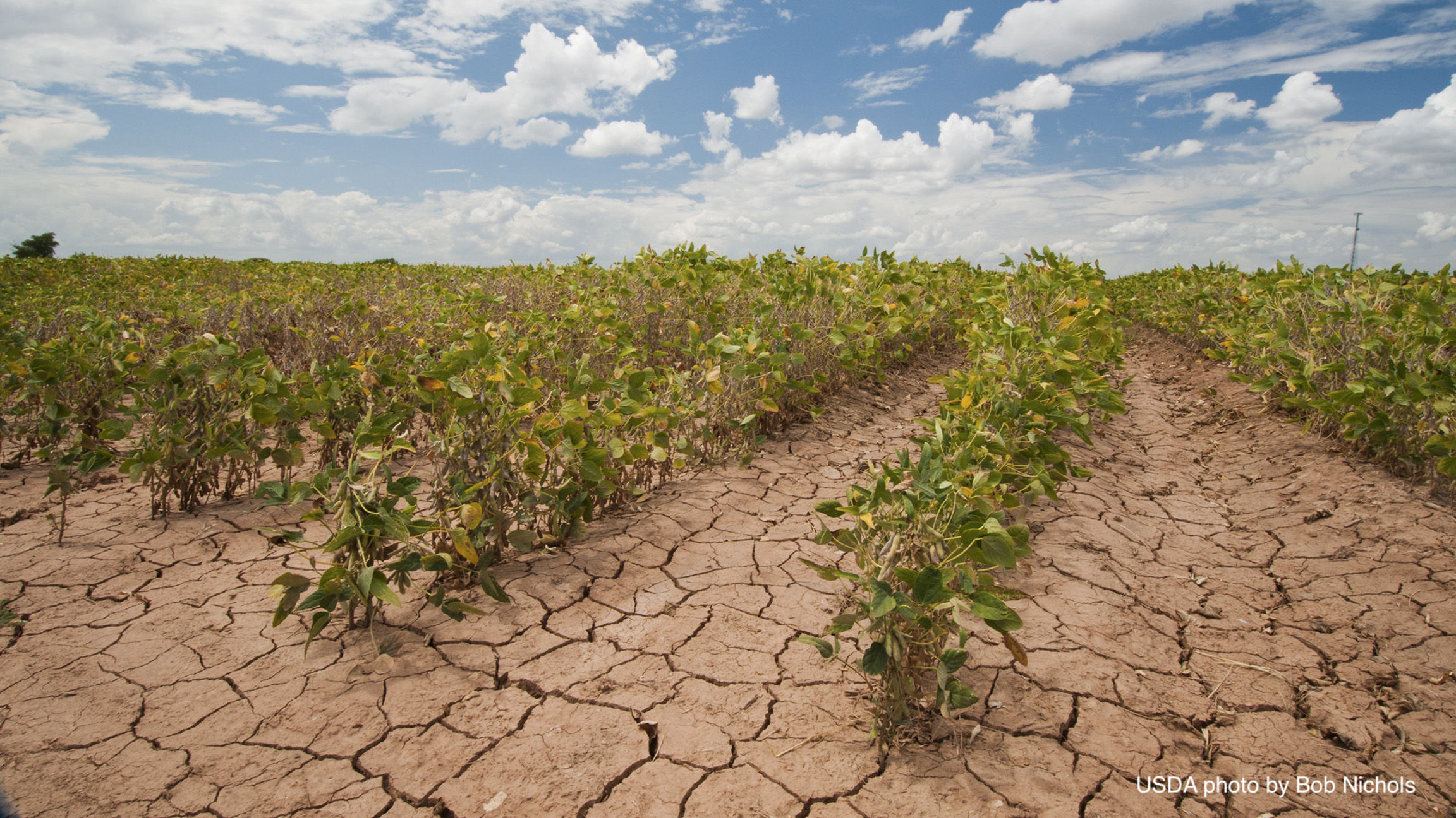 soybeans under drought in TX