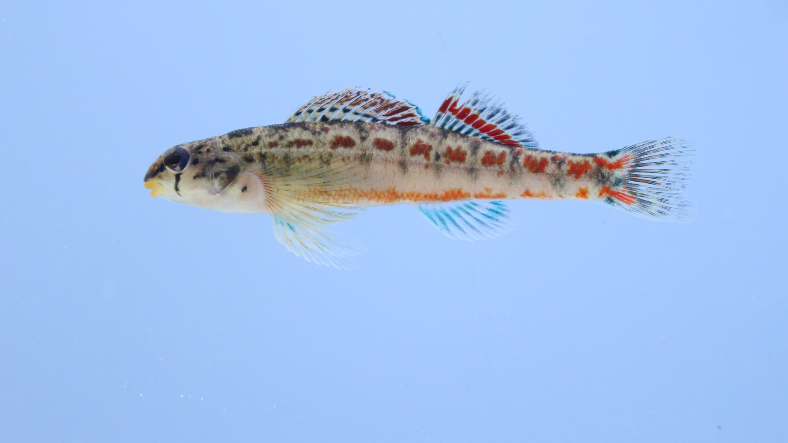 Example of stream bank erosion