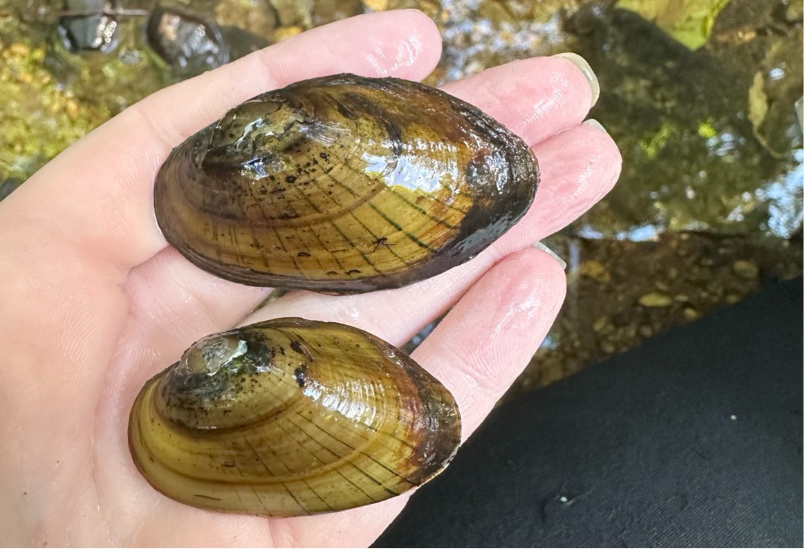 Example of stream bank erosion