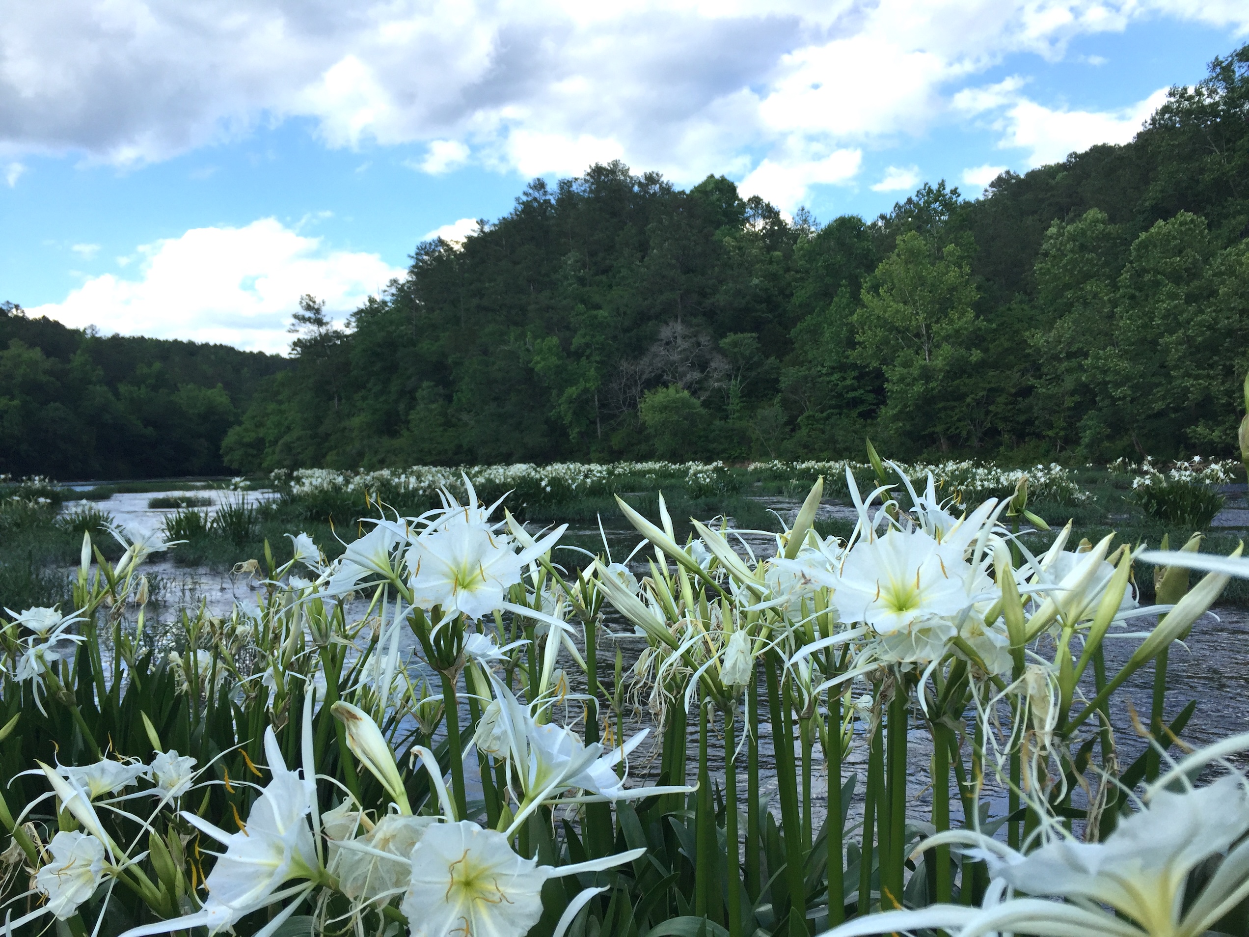 Cahaba Lilies