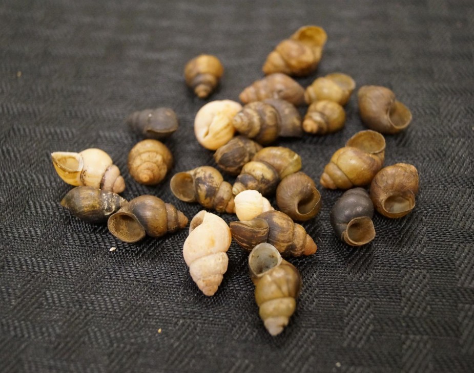 Example of stream bank erosion